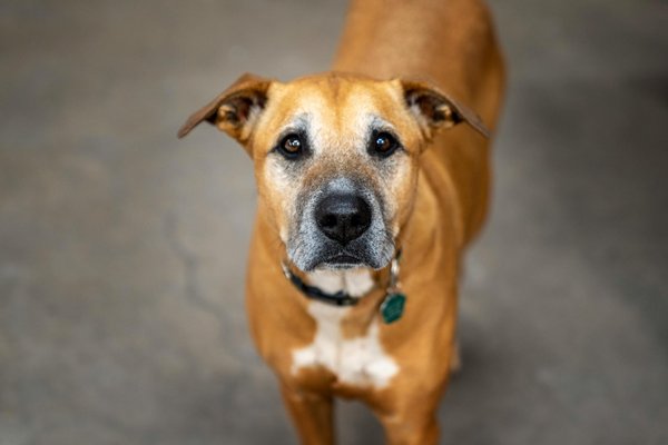 Essential Tips to Curb Separation Anxiety in Boxers Left Alone for Extended Periods