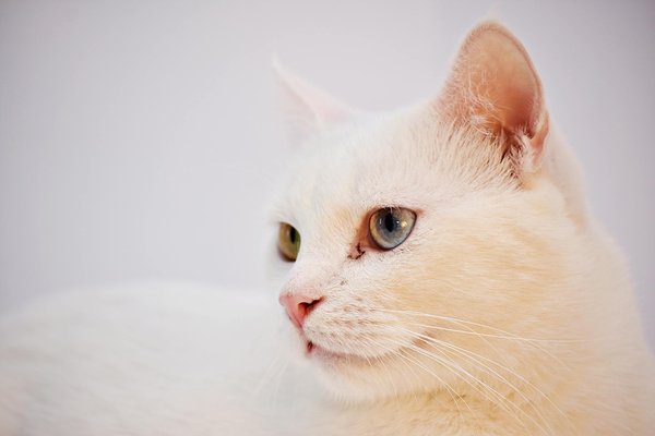 Uncovering and Alleviating Environmental Stressors in Cats to Prevent Psychosomatic Issues