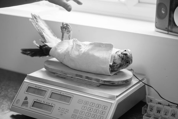 Essential Tips for Nourishing a Healthy Vegetarian Diet for Your Beloved Guinea Pig