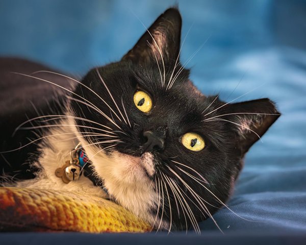 Essential Tips for Maintaining Your Cat"s Diet to Prevent Urinary Tract Infections